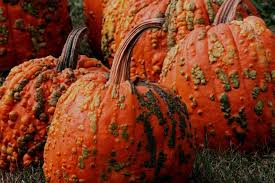 Today's Mystery Freebie