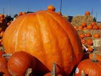 Today's Mystery Freebie