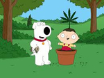 Watch the Family Guy Video - Click Here - Happy 420 Day from Pumpkins Freebies