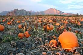 Today's Mystery Freebie